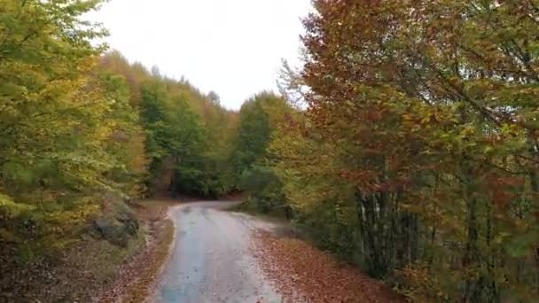 Vista aérea da estrada acima na floresta. Filmagem 4K na Turquia — Vídeo de Stock