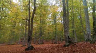 Ormandaki yolun üstündeki hava manzarası. Türkiye 'de 4K Görüntüsü