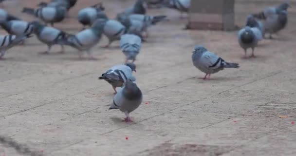 Stado gołębi dziobających ziarno na ziemi — Wideo stockowe