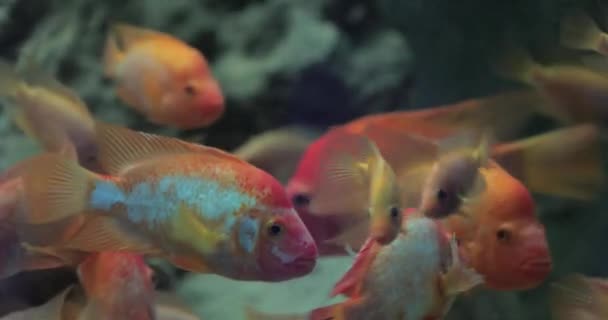 Close-up view of fish in aquarium — Stock Video