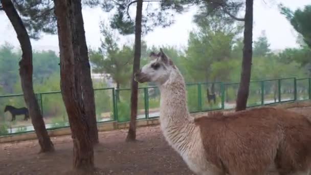 Fantastisk utsikt över Llama i Gaziantep Zoo. 4K-bilder i Turkiet — Stockvideo