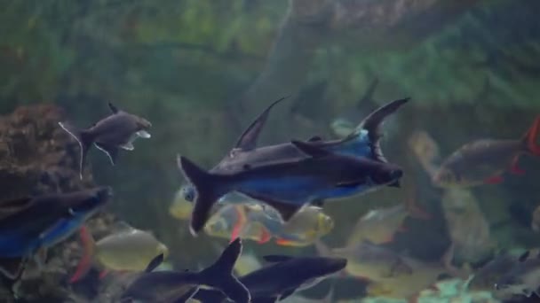 Widok z bliska rekinów w akwarium — Wideo stockowe