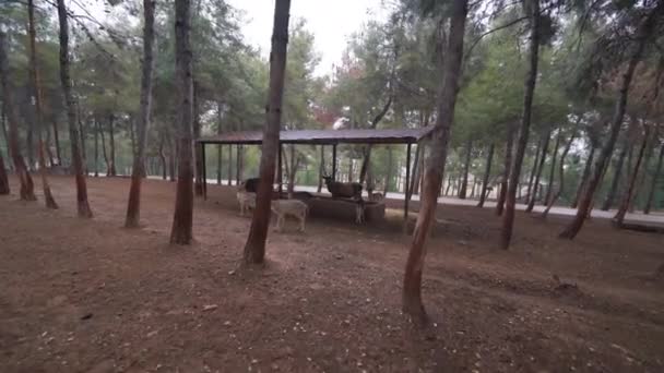 Increíble vista de los ciervos en el zoológico de Gaziantep. Filmación 4K en Turquía — Vídeos de Stock