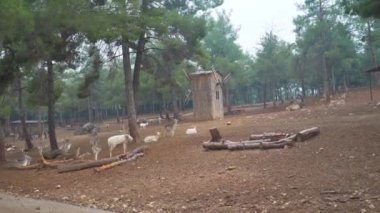 Gaziantep Hayvanat Bahçesindeki Geyik Manzarası. Türkiye 'de 4K Görüntüsü