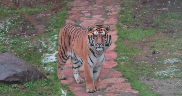 Pemandangan menakjubkan Tiger di Kebun Binatang Gaziantep. 4K Footage di Turki — Stok Video