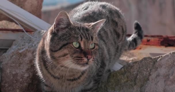Крупним планом знімок милий кіт — стокове відео