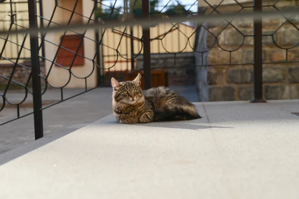 Katze auf dem Dach in Minsk — Stockfoto