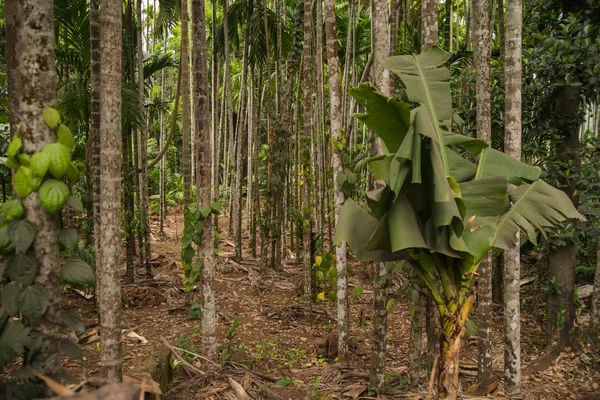 Jungle in Goa, India — Stock Photo, Image