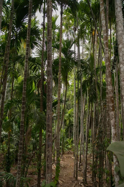 Selva em Goa, Índia Fotografias De Stock Royalty-Free