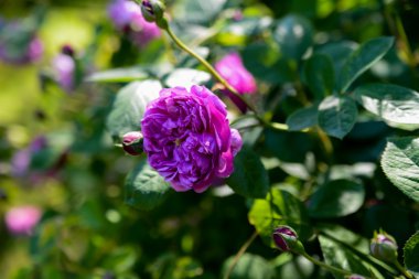 Yabani gül Dendrarium, Sochi, Rusya