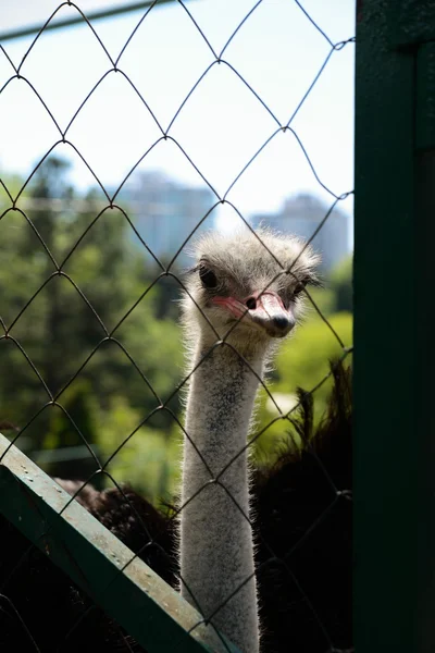 Ostrich in Dendrarium of Sochi, Russia — Stock Photo, Image