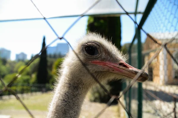 Ostrich in Dendrarium of Sochi, Russia — Stock Photo, Image