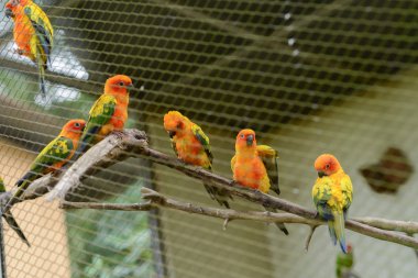 Doğa Park küçük papağan