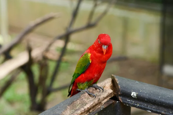 Pequenos papagaios no parque natural — Fotografia de Stock
