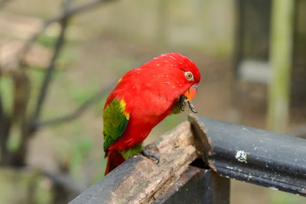Little parrots in nature park — Stock Photo, Image