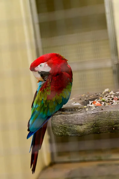 Pequenos papagaios no parque natural — Fotografia de Stock