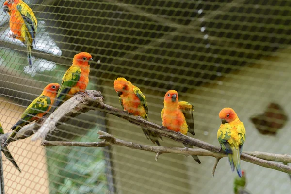 Doğa Park küçük papağan