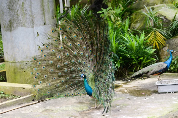 Bright peacock in nature park — Stock Photo, Image