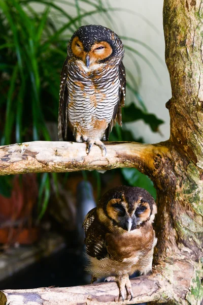 Baykuş Doğa Parkı Malezya — Stok fotoğraf