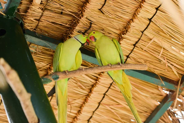 Piccoli pappagalli nel parco naturale — Foto Stock