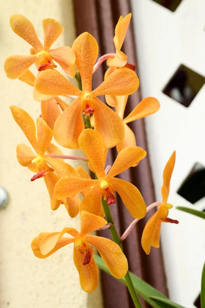 Orquídeas em jardim botânico em Kuala Lumpur — Fotografia de Stock