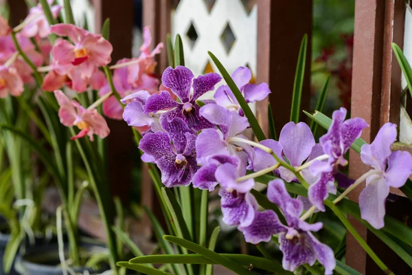 Орхидеи в ботаническом саду в Куала-Лумпуре — стоковое фото
