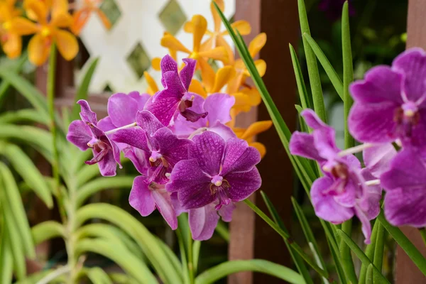 Orchids in botanical garden at Kuala Lumpur — Stock Photo, Image