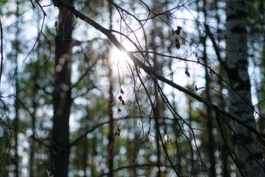 Ormanda gün batımı