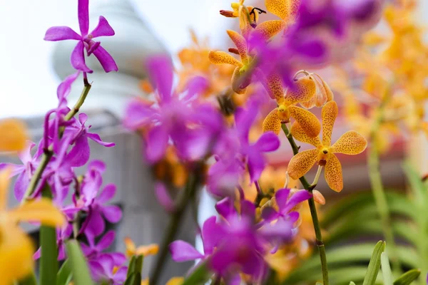 As belas plantas da Tailândia — Fotografia de Stock