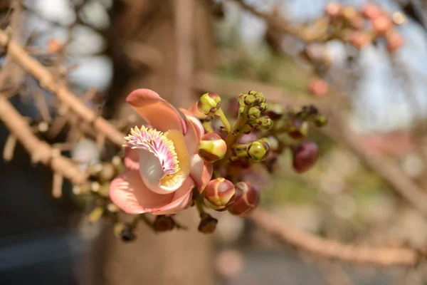 Flori tropicale frumoase din Thailanda — Fotografie, imagine de stoc