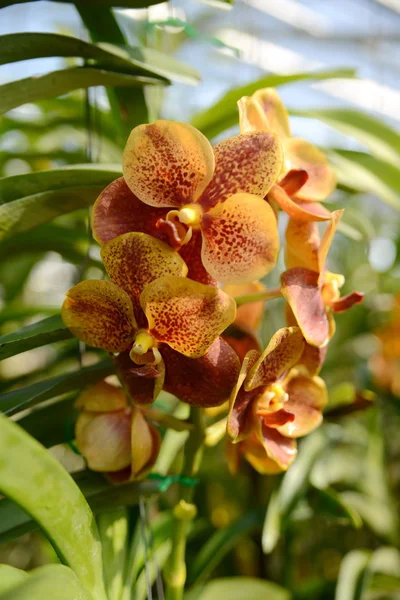 Lindas flores tropicais da Tailândia — Fotografia de Stock