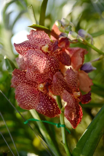 Lindas flores tropicais da Tailândia — Fotografia de Stock