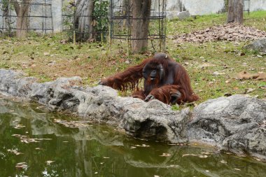 Büyük maymun zoopark 