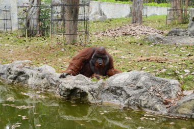 Büyük maymun zoopark 