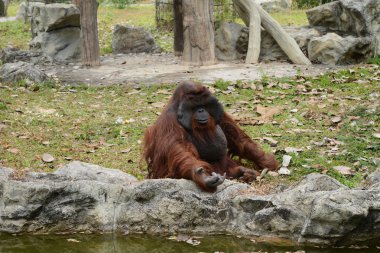 Büyük maymun zoopark 