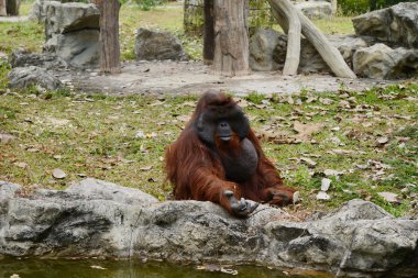 Büyük maymun zoopark 
