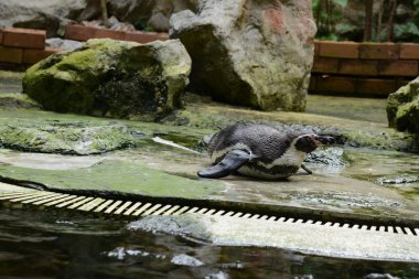 Komik pengiun zoopark