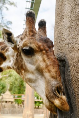 Büyük zürafa zoopark içinde yürüyüş