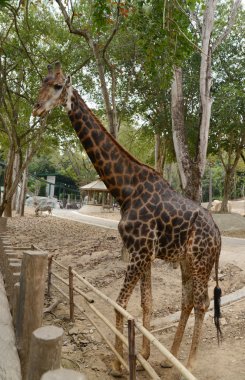Büyük zürafa zoopark içinde yürüyüş