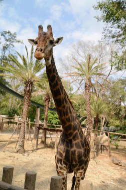 Büyük zürafa zoopark içinde yürüyüş