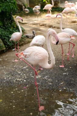 Pink flamingoes walking at zoopark clipart