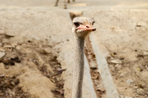 Black ostrich in zoopark — Stock Photo, Image