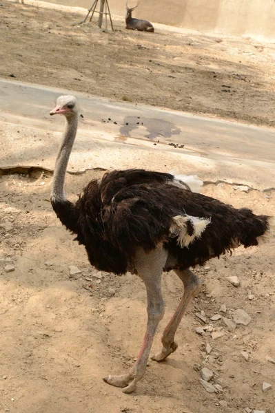 Schwarze Strauße im Zoopark — Stockfoto