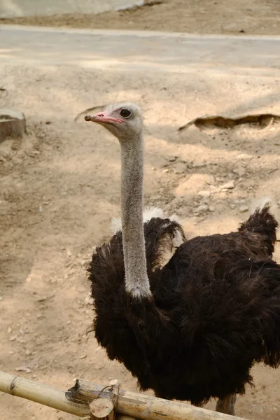 Zwarte struisvogel in zoopark — Stockfoto