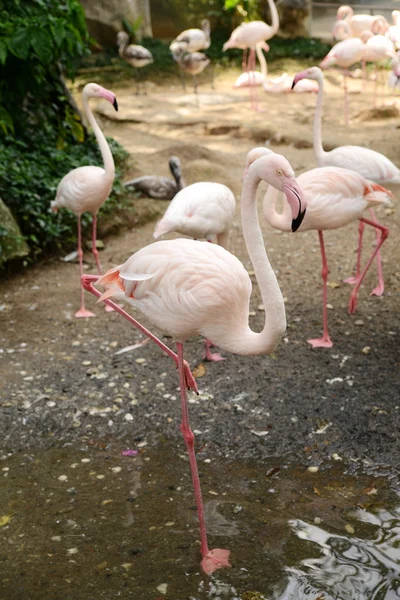 Pink flamingoes walking at zoopark — Stock Photo, Image