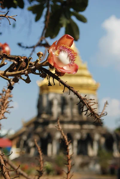 Old Buddhist temple in Thailand — Stock Photo, Image