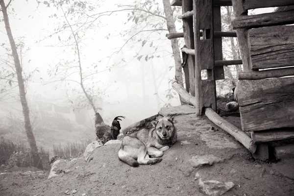 日常生活的 26.12.2012 北部越南沙巴村 — 图库照片