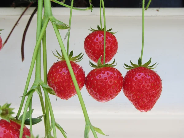 Aardbeien in een kas close-up Nl — Stockfoto