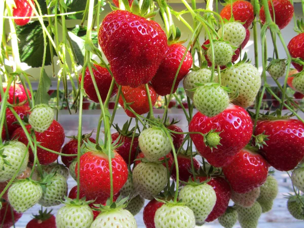 Fraises en serre close-up — Photo