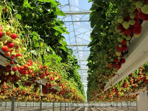 Fraise hollandaise fraîche dans une serre — Photo